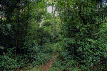 Obraz premium Jungle of the province of Misiones Argentina
