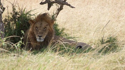 Lion and lioness waiting for dinner