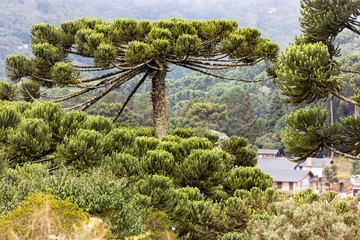 Arauc&aacute;rias na serra de Monte Verde