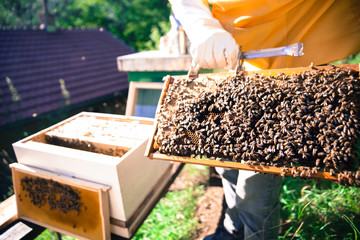 worker bees on a honeycomb before sunset.-Beekeeping