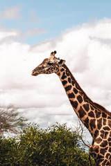 Giraffe in der Wildnis von Kenia