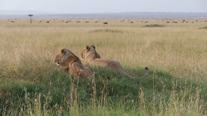 Lion and lioness waiting for dinner