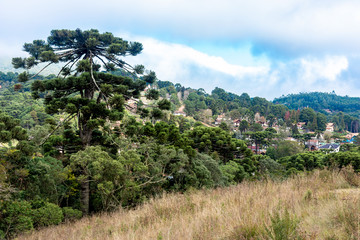 Arauc&aacute;rias na serra de Monte Verde