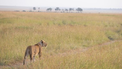 Lion and lioness waiting for dinner