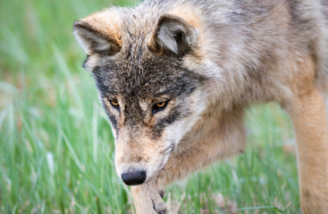 Fototapeta premium Grey wolf in the wild