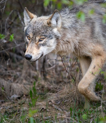 Grey wolf in the wild