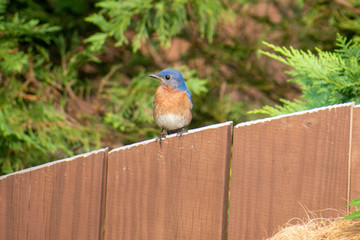 Male Blur Bird on fence