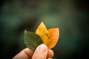 Bunte Blätter in einer Hand halten mit unterschiedlichen Farben. Hintergrund unscharf.