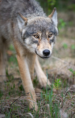 Grey wolf in the wild