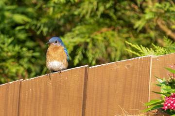 Male Blue Bird on fence