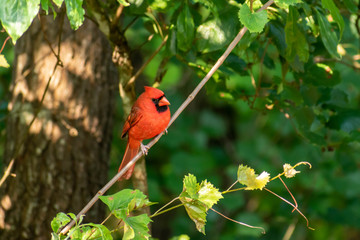 Male red Cardinal on tree