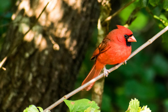 Male red Cardinal on tree