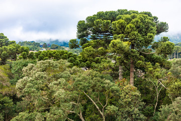 Arauc&aacute;rias na serra de Monte Verde