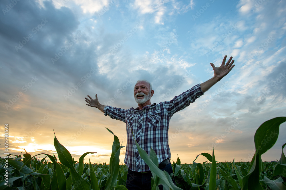 Wall mural satisfied farmer with raised arms in corn field