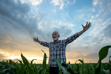 Satisfied farmer with raised arms in corn field