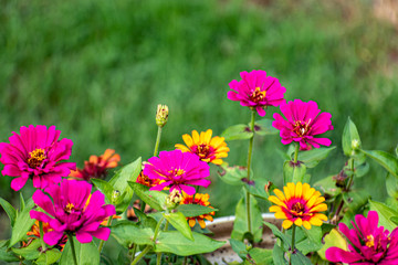 Colorful Spring Zinnias