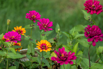 Colorful spring Zinnias
