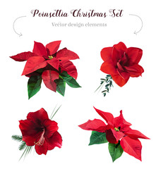 Christmas amaryllis and poinsettia vector design set.