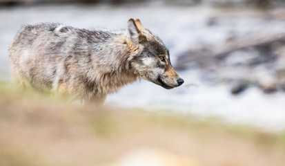Grey wolf in the wild