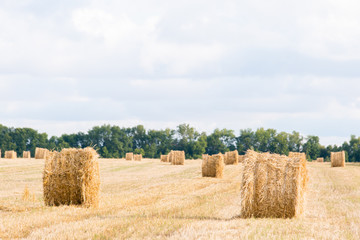 Field with straw bales after harvest on a background cloudy sky