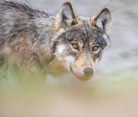 Grey wolf in the wild