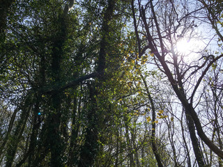 trees and sky