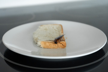A cockroach is sitting on a piece of bread in a plate in the kitchen. Cockroaches eat my food supplies