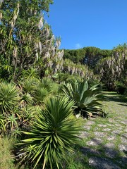 Typical Cactus and aloe vera garden in the heart of Lisbon city,  Janelas verdes, Portugal