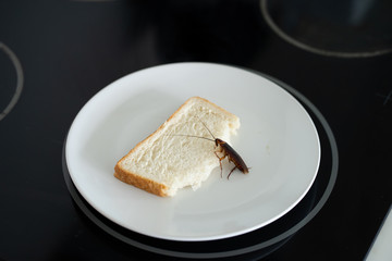A cockroach is sitting on a piece of bread in a plate in the kitchen. Cockroaches eat my food supplies