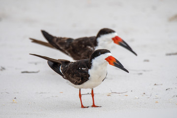 Black skimmer