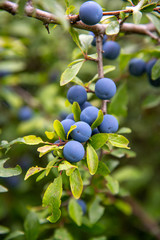 Prunus spinosa