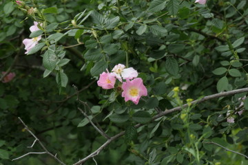 pink rose bush