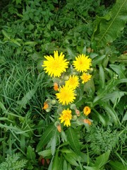 yellow dandelions on green grass