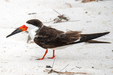 Black skimmer