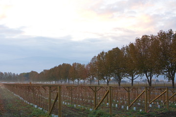 Fototapeta premium The mist and fog burning off from a vineyard in the Okanagan Valley as the sun rises.