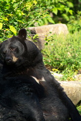 A female black bear relaxing in the heat of a Canadian summer.