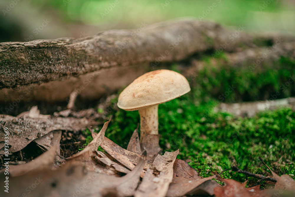 Poster closeup shot of wild mushrooms in the forest