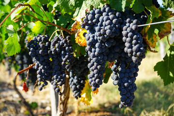 ripe bunches of grapes and grapevine in beautiful vineyards on a clear sunny day in summer before harvesting grapes