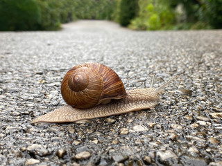 Big snail moving on asphalt road