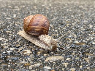 Big roman snail moving on the asphalt