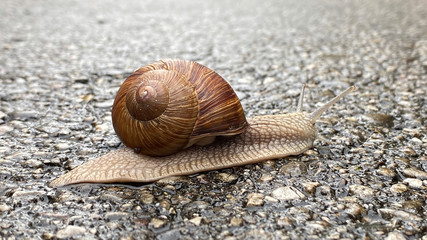 Big snail moving on asphalt road