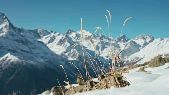 Snow capped mountains on a blue sky in sunny weather through the grass