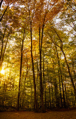 Sun streaming through autumn forest