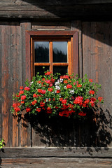 Fototapeta na wymiar finestra con gerani a Sarentino (Bolzano)