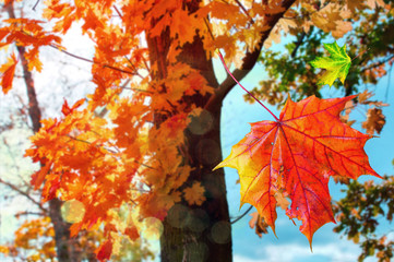 Fototapeta na wymiar Red sunny maple leaves