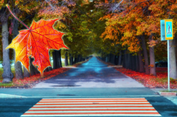 Red sunny maple leaves