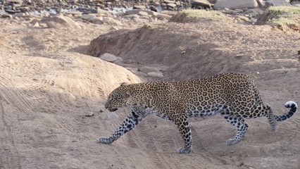 a lonely cheetah waiting for its prey