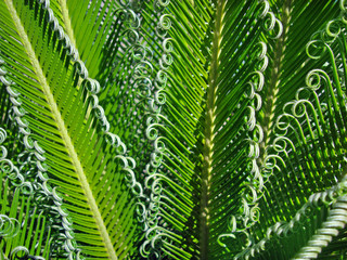 Sago palm leaves (Cycas revoluta)