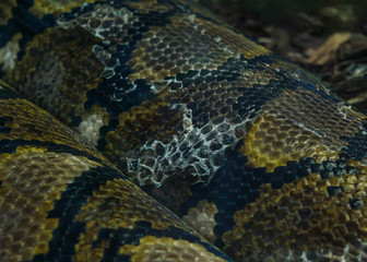 Pyton snake changing skin