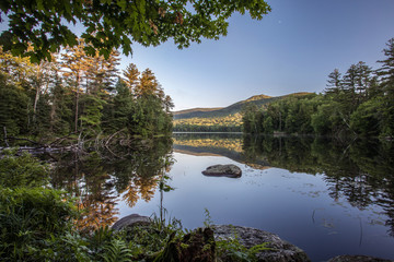 Forest Reflected